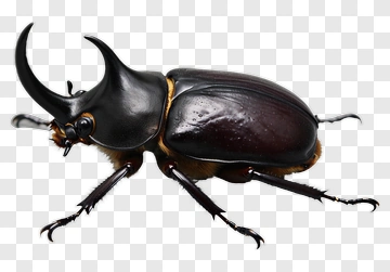 Rhinoceros Beetle PNG