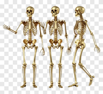 Three Golden Skeletons In Pose PNG