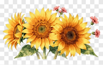 Sunflower And Pink Blossom Arrangement PNG