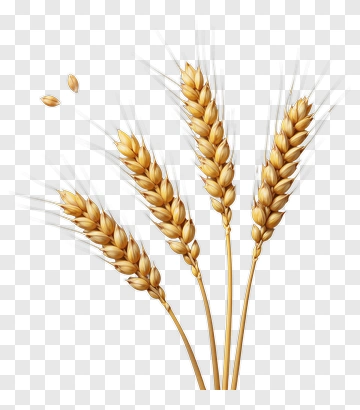 Golden Wheat Ears PNG