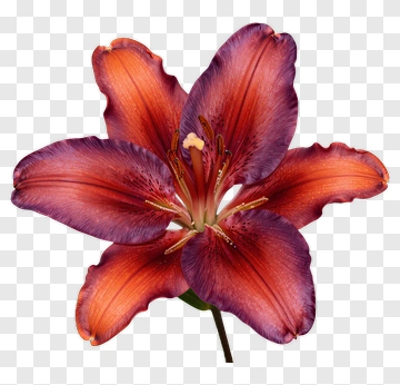 Red And Purple Lily PNG