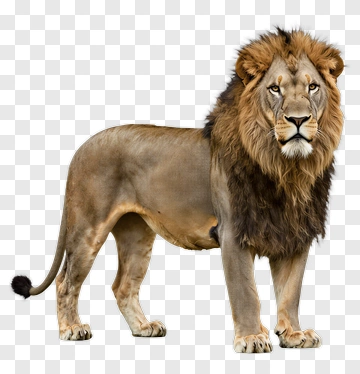 Male Lion Standing PNG