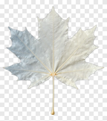 White Maple Leaf With Yellow Veins PNG