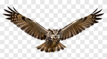 Flying Owl In Flight PNG