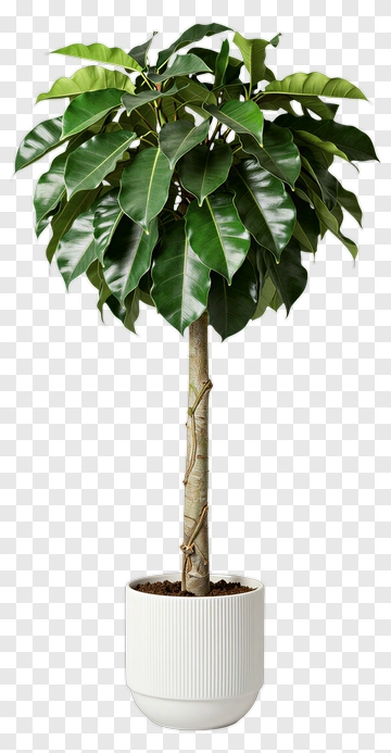 Ficus Tree In White Pot PNG