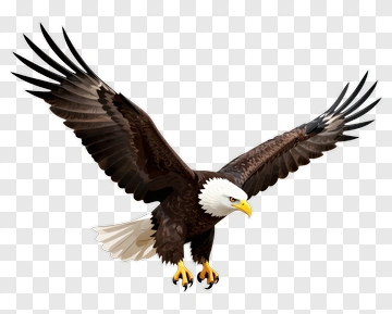 American Eagle In Flight PNG