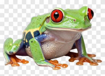 Red-eyed Tree Frog With Vibrant Colors PNG