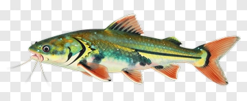 Colorful Catfish Illustration PNG