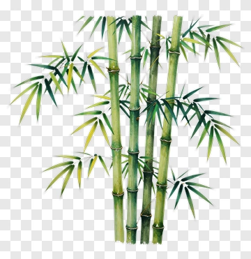 Bamboo Stalks With Green And Yellow Leaves PNG