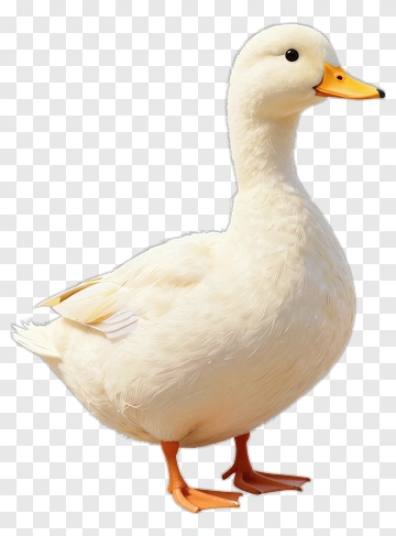 White Duck PNG