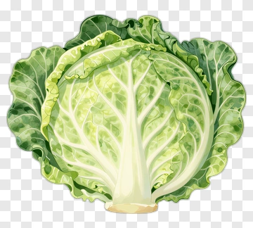 Illustration Of A Cabbage PNG