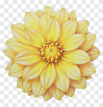 Yellow Dahlia Flower Drawing PNG