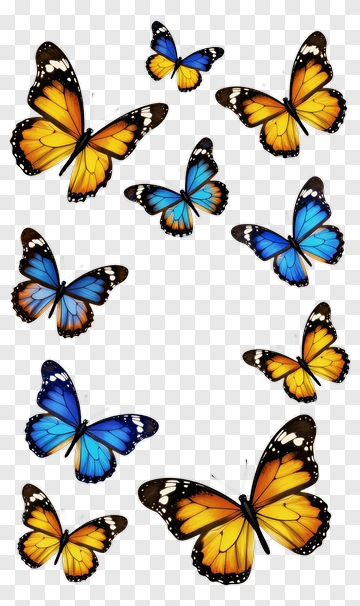 Colorful Butterflies PNG