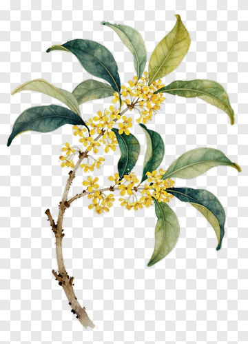 Watercolor Branch With Yellow Flowers And Green Leaves PNG