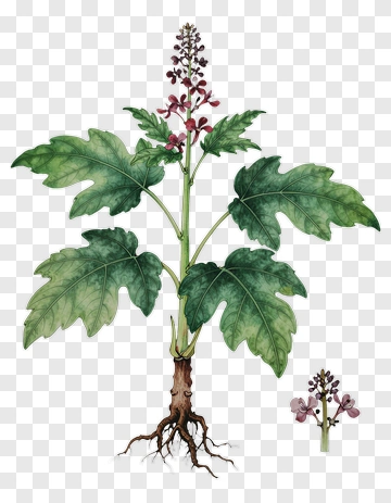 Botanical Illustration Of A Plant With Flowers And Roots PNG