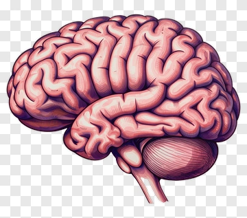 Hand Drawn Brain Illustration PNG