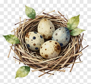 Eggs In A Nest With Leaves PNG