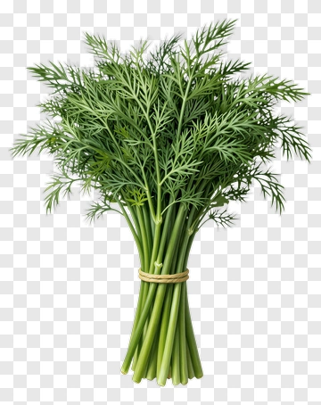 Fresh Dill Bundle PNG