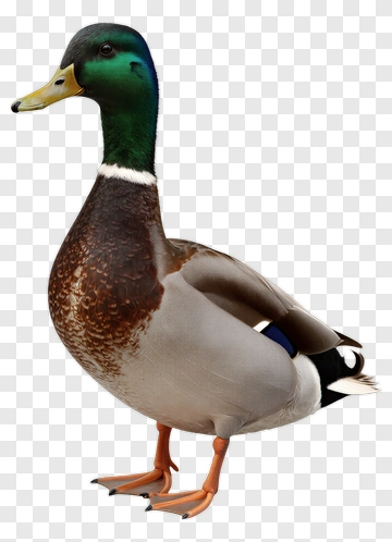 Mallard Duck PNG