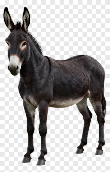Donkey Standing PNG