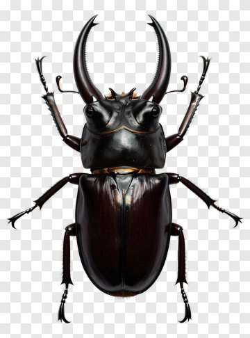 Stag Beetle PNG