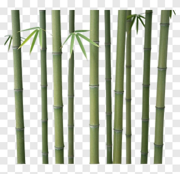 Bamboo PNG