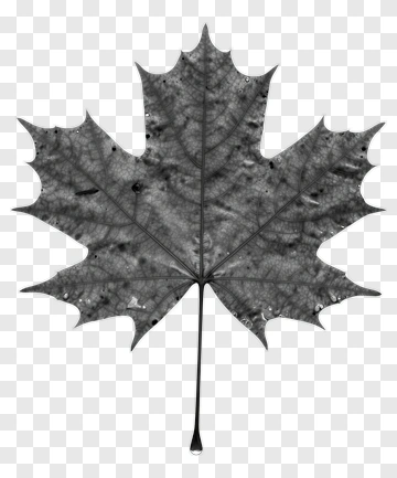 Maple Leaf PNG