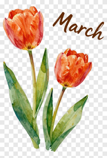 March Tulip PNG