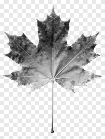 Maple Leaf PNG
