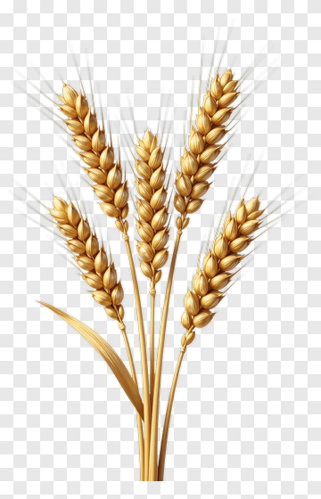 Golden Wheat Ears PNG