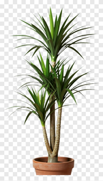 Dracaena Plant In Terracotta Pot PNG