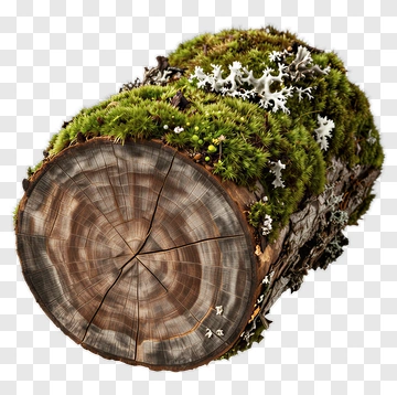 Moss And Lichen Covered Log PNG
