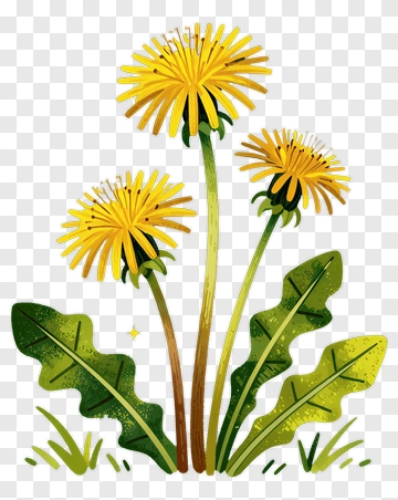 Three Dandelions With Green Leaves PNG