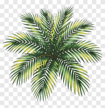 Palm Tree PNG