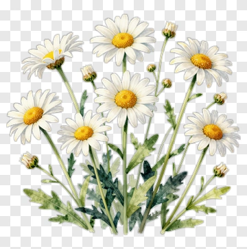 Daisy Flower With Green Leaves PNG