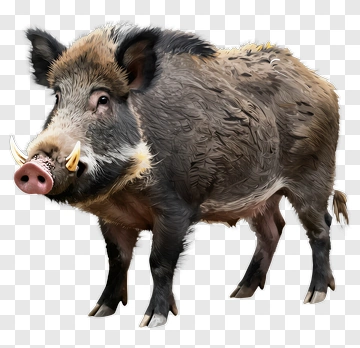 Wild Boar With Tusks PNG
