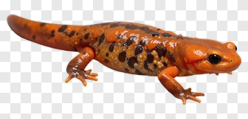 Orange Salamander With Dark Spots PNG