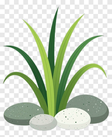 Green Plant With Stones PNG