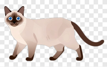 Siamese Cat Illustration PNG