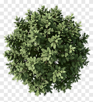Top View Of A Dense Green Tree PNG