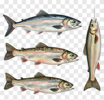 Three Trout Species Illustration PNG