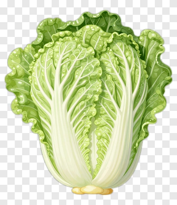 Nappa Cabbage PNG
