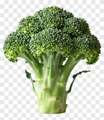 Fresh Broccoli PNG
