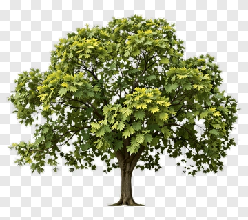 Leafy Tree With Dense Canopy PNG