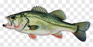Realistic Bass Fish Illustration PNG