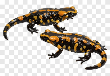 Two Salamanders With Black And Orange Patterns PNG