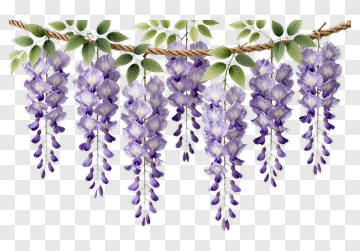 Wisteria Flower Vine Blossom PNG