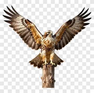 Hawk Perched On Wooden Post PNG