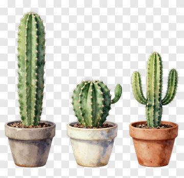 Three Cacti In Pots PNG