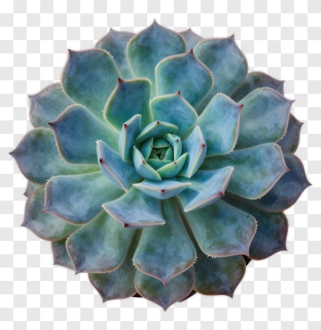 Blue-Green Succulent PNG